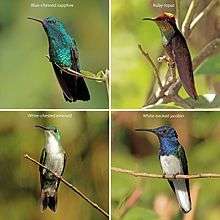Four hummingbirds