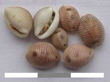 Seven Trivia nonacha shells, shown in close-up. A range of sizes is visible: the largest is about a centimeter across, the smallest about half a centimeter across. Five of the shells are face down, showing the ridged back of the shell, which is a pink-brown colour; the characteristic dark spots are visible.  One shell is on its side, and one is upside-down, showing the white underside and the slit where the animal sticks its tentacles out.  On the upside-down shell, four or five sand grains, about a millimeter across, are stuck on the aperture.