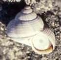 The land snail Tropidophora fimbriata