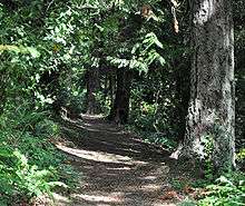 An unpaved path runs through a sun-dappled forest. Ferns and other understory plants grow thickly on both sides of the path, beneath trees. Along the right edge of the path are three trees, separated from one another by about 30 feet (9.1&nbsp;m), with trunks of about 2 feet (0.6&nbsp;m) in diameter. Only the bottom few feet of the trunks are visible.