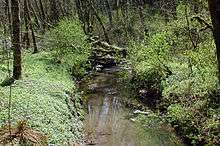  A stream no more than 10 feet (3.0&nbsp;m) wide meanders through a second-growth forest.