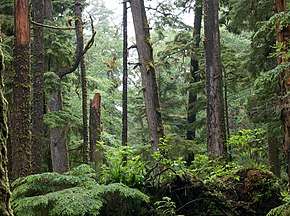 Trees and greenery on Haida Gwaii