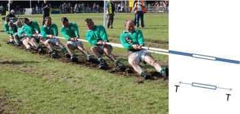 9 men in the Irish champion tug of war team pull on a rope. The rope in the photo extends into a cartoon showing adjacent segments of the rope. One segment is duplicated in a free body diagram showing a pair of action-reaction forces of magnitude T pulling the segment in opposite directions, where T is transmitted axially and is called the tension force. This end of the rope is pulling the tug of war team to the right. Each segment of the rope is pulled apart by the two neighboring segments, stressing the segment in what is also called tension, which can change along the too football fields members.