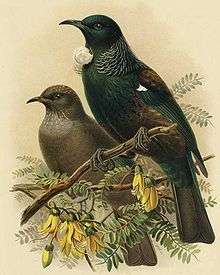 Adult and young tui illustration from A History of the Birds of New Zealand, Buller,1888