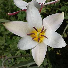 Photograph of Tulipa clusiana, showing six identical tepals (petals and sepals)