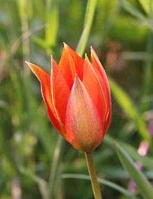 Flower of Tulipa orphanidea
