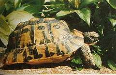 A tortoise, Testudo graeca