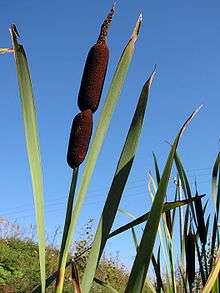 Typha inflorescence