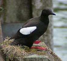 A black sea bird with a black beak, red feet and a prominent white flash on its wing sits on a shaped stone. The stone is partially covered with moss and grass and there is an indistinct outline of a grey stone wall and water body in the background.
