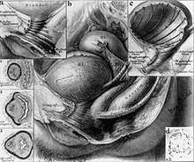 Bladder and urethra musculature