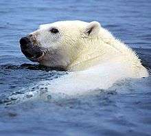 A white polar bear's head popping out of the water, with a black snout and eyes