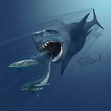 A painting of a megalodon about to eat two small whales. The mouth is open, and two rows of teeth are visible only on the bottom jaw. There are two other sharks in the background.