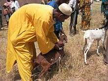 Vaccination of a goat