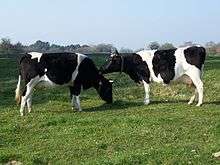 two black and white cows in a field