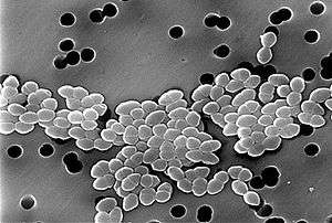 Black and white micrograph: a band of sphere-shaped bacteria, clustered in pairs, extends across a gray field.