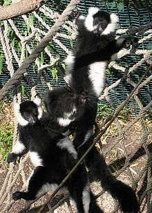 Two juvenile black-and-white ruffed lemurs lying on their backs on a rope hammock in the sun, with arms and legs outstretched and eyes closed