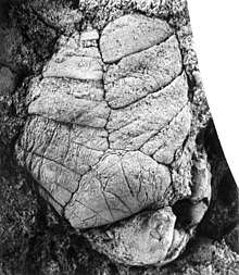 A Ventogyrus fossil