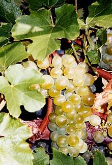 A cluster of pale green-yellow grapes on the vine surrounded by grape leaves.