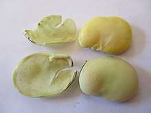 2 broad beans, 1 intact, 1 with outer shell removed