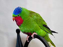 A green parrot with a red chin and throat, a violet belly, a blue forehead, and a small crest