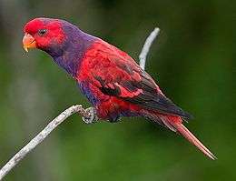 A red parrot with a violet neck and underside, and black eye-spots and wingtips