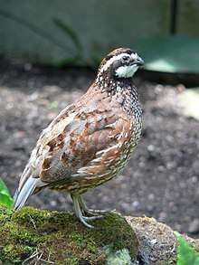 A chunky brown bird with a white face stands erect.