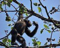 A chimpanzee in a tree.