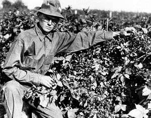 Walter Knott tending berries in 1948