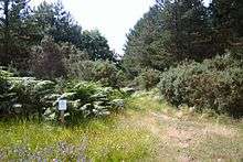 Breckland Forest