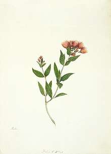 A watercolour of New Zealand Rata by Martha King (1842)