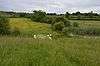 Weald Common Flood Meadows