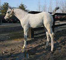A "white-born" foal. The coat is nearly all-white. Some pigment can be seen in the mane, tail, and ears, as well as in the skin around the eyes and muzzle.