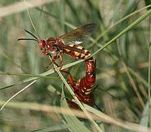 Two amber-yellow wasps, male above, female below, mate in some grass, tails touching.