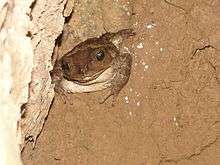 A western giant toad in a cave
