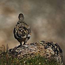 A ptarmigan displays its natural camouflage, matching the patterns of the lichen covered rock of its environment.