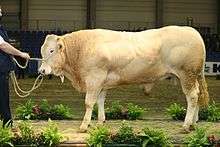 Blonde d'Aquitaine bull