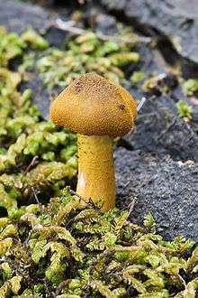 A young mushroom grows out of clubmoss, its yellow stem and orange cap both textured.