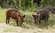 Two pigs with long brown hair in a grassy area bordered in the background by overgrowth