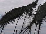 Coniferous trees in Germany damaged by windthrow