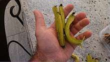Four winged bean pods rest in the palm of a man's hand