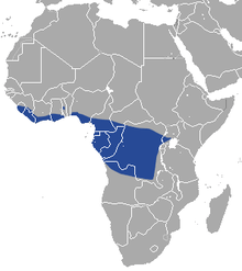 Gulf of Guinea coast and the Congo