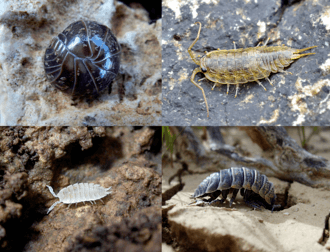 Collage of woodlice.