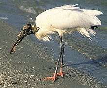 A large white bird with long legs, pink feet and an ugly head and neck stands on the beach