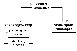 Diagram showing a model of working memory