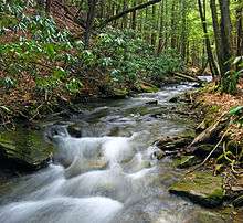 A stream flowing over rocks and between evergreen trees