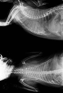 X-ray of FeLV-positive cat with lung cancer