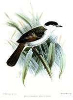 Illustration of white bird with black wings and head