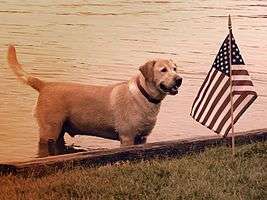 A yellow lab standing in the water near an American flag at a lakeside Fourth of July celebration