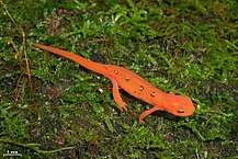 Strikingly red eft on moss-covered ground