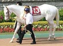 A pure white Thoroughbred racehorse mare during the post parade.